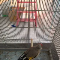 پرنده سرای رضاخانی|پرنده|کرمان, |دیوار