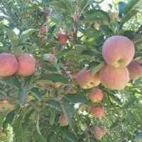 فروش سیب سمیرم