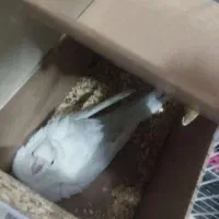 جفت عروس هلندی جفت فول دستی رو تخم