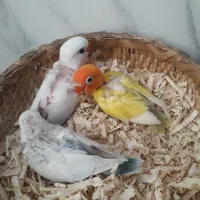 طوطی برزبلی