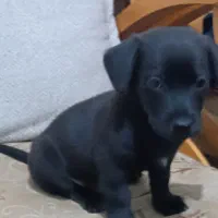 پاکوتاه گوش تیز