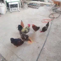 فروش مرغ و خروس