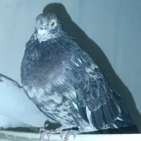 سور سیا نر