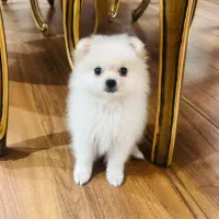 توله پامرانین خرسی یک گوله نمک|سگ|کرج, فاز ۲ مهرشهر|دیوار