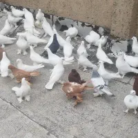 48عدد کبوتر