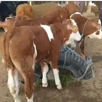 فروش گوساله|حیوانات مزرعه|تهران, انبار نفت|دیوار