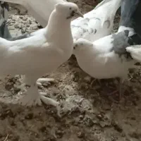 جوجه کفتر|پرنده|پیشوا, |دیوار