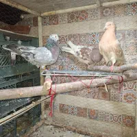 کبوتر سرور . کله زرد و کله سرخ ...|پرنده|بناب, |دیوار