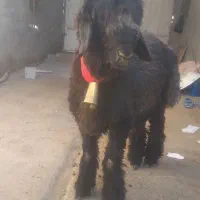 سیاه کیلویی|حیوانات مزرعه|شهرکرد, |دیوار