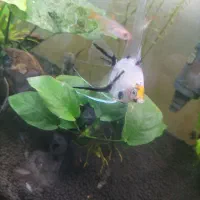 ماهی و گیاه آکواریومی|ماهی|سنندج, |دیوار