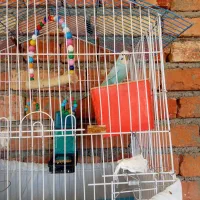 مرغ عشق|پرنده|ارومیه, |دیوار