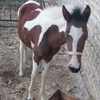 کوره مادیون آرام