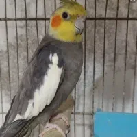 خوش آواز|پرنده|شوشتر, |دیوار