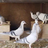 کبوتر بدرنگ‌