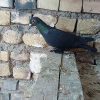 کرمونی به شرط