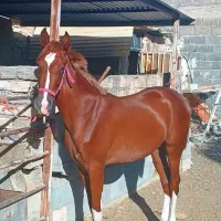 فروش کره اسب مادیون