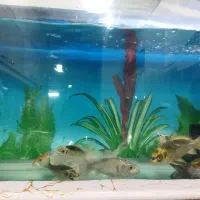 کوی فیش|ماهی|تبریز, |دیوار