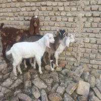 بز بزغاله کاموری سانن پاکستانی گلابی