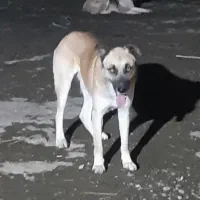 سگ نگهبان نر وماده