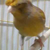 فروش دو قناری گلستر نروماده