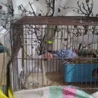 دو جفت مرغ عشق همراه با قفس