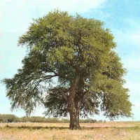 خدمات اره بنزینی و قطع درختان