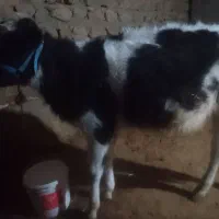 گوساله|حیوانات مزرعه|خرم‌آباد, |دیوار