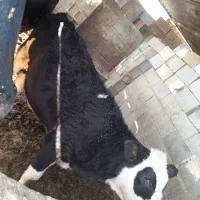 گوساله ماده|حیوانات مزرعه|شیراز, جرسقان|دیوار