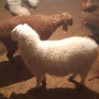 بره نر|حیوانات مزرعه|تیمور آباد, |دیوار