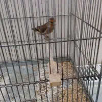 سهره قناری بخون