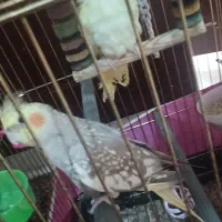 عروس هلندی