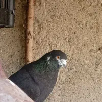 کفتر|پرنده|اصفهان, قلعه نو|دیوار