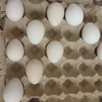 تخم بقلمون ومرغ  نطفه دار بوقلمون فروشی