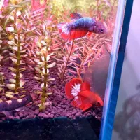 فایتر پلاکت|ماهی|ری, ظهیرآباد|دیوار