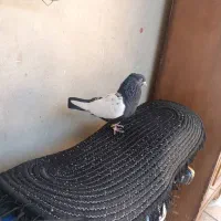 کفتر سینه سیاه