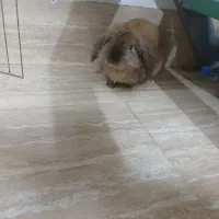 خرگوش بامزه وسالم واگزار میشود|موش و خرگوش|کیش, |دیوار