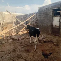 فروش گاو داشتی ابستن