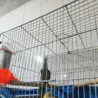 عروس هلندی ماده گمشده