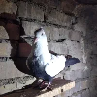 فروش دونر دمبی