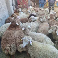 فروش گوسفند زنده مرغوب و چاق|حیوانات مزرعه|قم, بلوار امین و ساحلی|دیوار