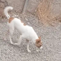 توله پا کوتاه