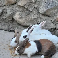 خرگوش فروشی