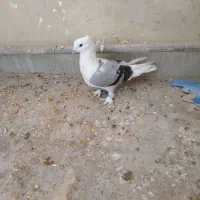 دوکت ملاثانی