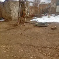 سگ نگهبان|سگ|خنداب, |دیوار