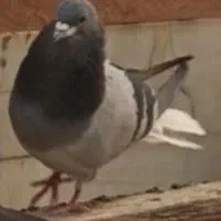 دمگیر خرقه سفت وشوخ