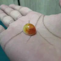 ۲ عدد سنگ سلیمانی یکی برا ف س