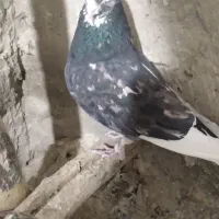 سلام کبوترسرور