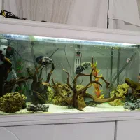 سه عدد آکواریم شرکتی|ماهی|گلبهار, شهر جدید گلبهار|دیوار