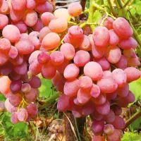 فروش نهال های خوشه‌ای