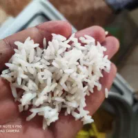 برنج چمپا ب قیمت کارخانه